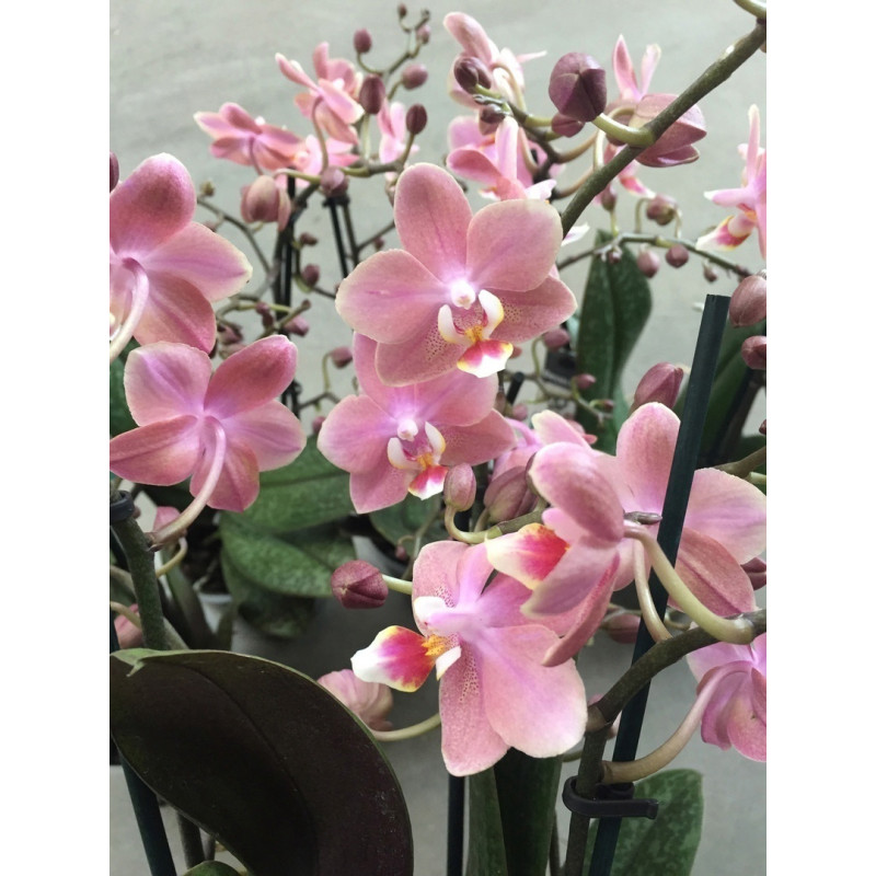 Орхидея Phal. Odorion - купить, доставка Украина